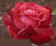 unknow artist Realistic Red Rose oil
